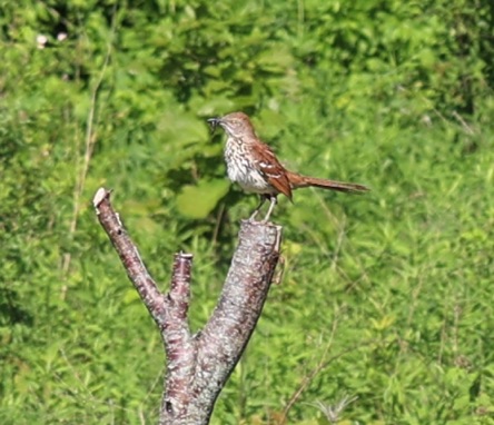 Brown Thasher