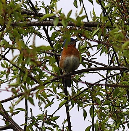 Eastern Bluebird