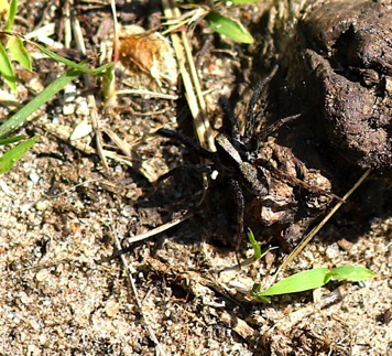 Lanceolate Wolf Spider
Schizocosa spp.