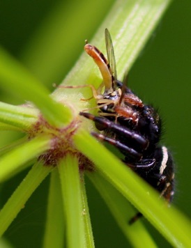 Regal Jumper feeding on fly
Phidippus regis