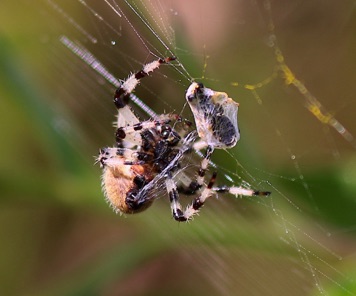 Shamrock Orbweaver
Araneus trifolium