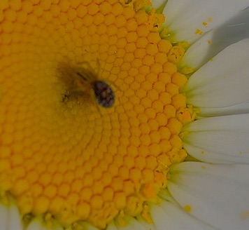 Very small Crab Spider