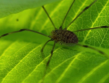 Harvestman