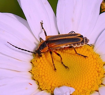 Marginal Leatherwing
Chauliognathus marginatus