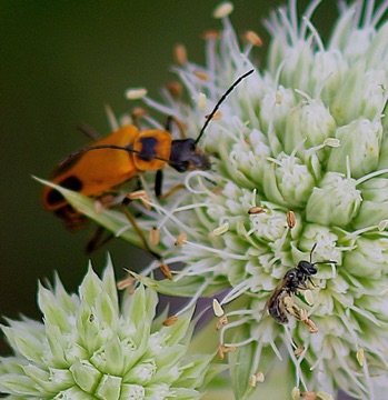 Pennsylvania Leatherwing
Chauliognathus pensylvanicus