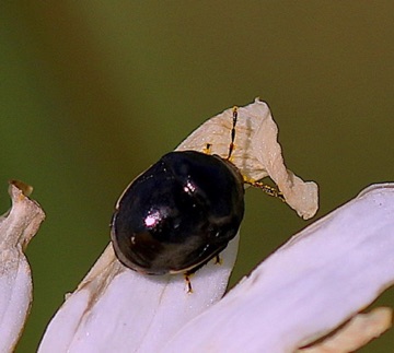 Ebony Bug, Carpet
Corymelaenidae spp.