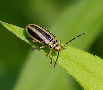 Skeletonizing Leaf Beetle
Trihadba adela