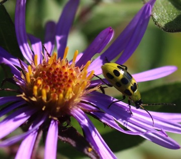 Cucumber Beetle
Diabrotica undecimpunctata