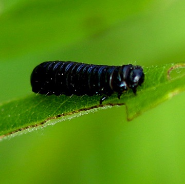 Skeletonizing Leaf Beetle Larva
Trihadba adela