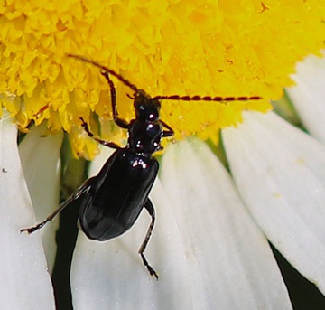 Long Antennae Ground Beetle