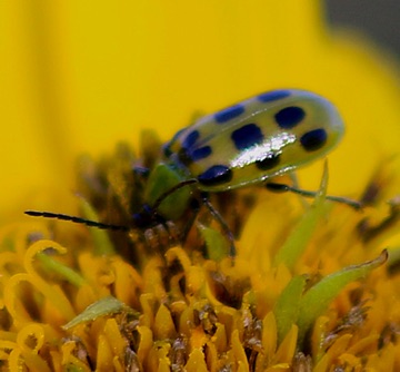 Cucumber Beetle
Diabrotica undecimpunctata