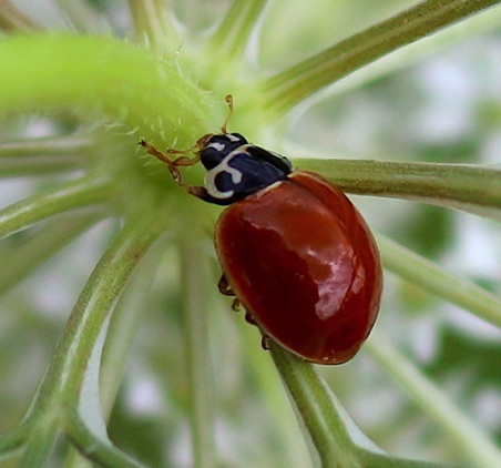 Polished Lady Beetle
Cycloneda munda