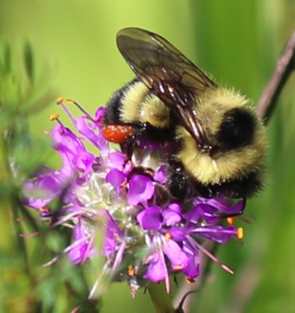 Half-black Bumble Bee
Half-black Bumble Bee (U of I)