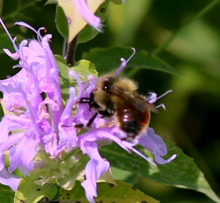 Red-belted Bumble Bee (uncommon)
Bombus rufocinctus (U of I)