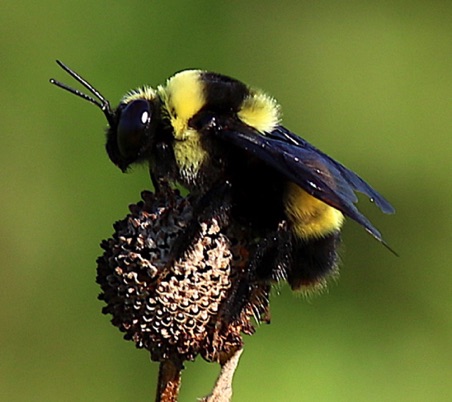 Black and Gold Bumble Bee
Bombus auricomus