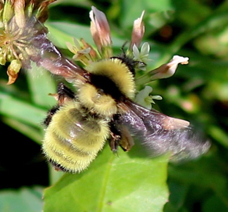 Golden Northern Bumble Bee
Bombus fervid (U of I)