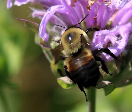 Brown-belted Bumble Bee
Bombus fervidus