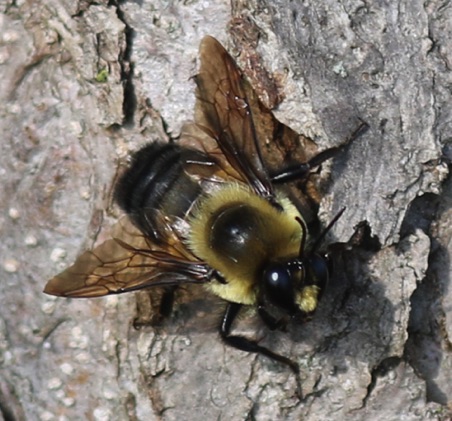 Eastern Carpenter Bee (female)
Xylocopa Virginia