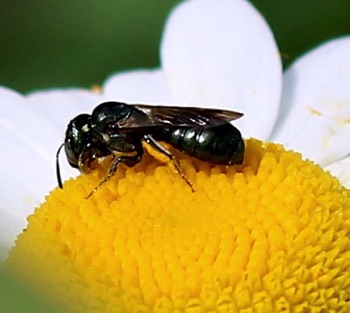 Small Carpenter Bee
Ceratina (24 spp.)