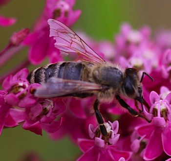 Digger Bee
Andrena spp.