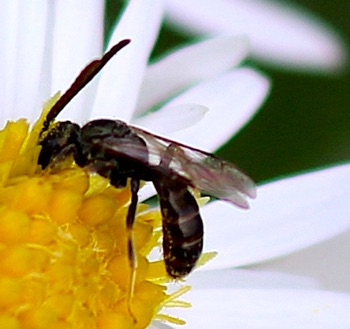 Confusing Metallic-furrow Bee
Halibuts confuses