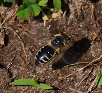 Cellophane Bee
Colletes simulans