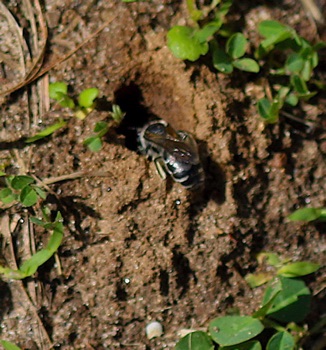 Cellophane Bee entering nest
Colletes simulans