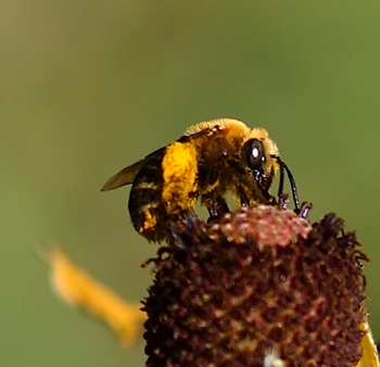 Dark-veined Longhorn Bee
Melissodes trinodis