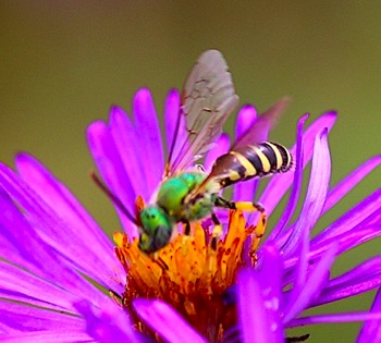 Brown-striped-Sweat Bee
Agapostemon splendens