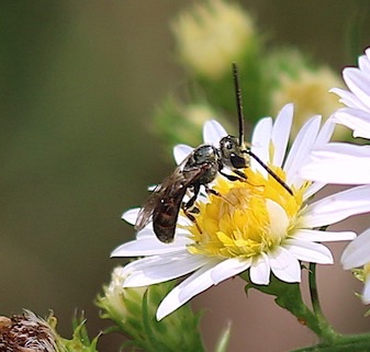 Confusing Metallic-furrow Bee
Halibuts confuses