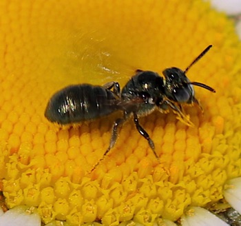 Small Carpenter Bee
Ceratina (24 spp.)