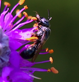 Small Carpenter Bee
Ceratina (24 spp.)