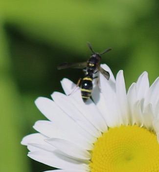 Mason Wasp
Symmorphus canadensis