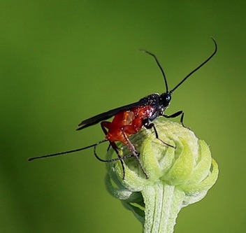 Braconid Wasp