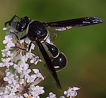 Black and White Potter Wasp
Eumenes fraternus