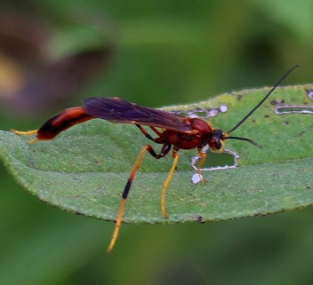 Gravenhorstiini Ichneumonid Wasp