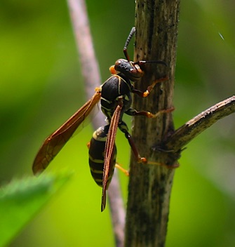 Paper Wasp
Polistes dorsalis