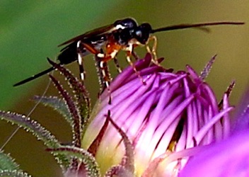 Ichneumon Wasp
Itoplectis conquisitor