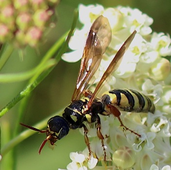 Five-banded Thinned Wasp
Myzinum quinquecinctum