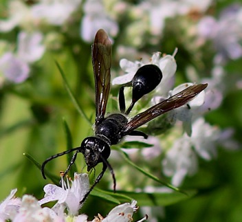 Grass-carrying Wasp
Isodontia mexicana or apicalis