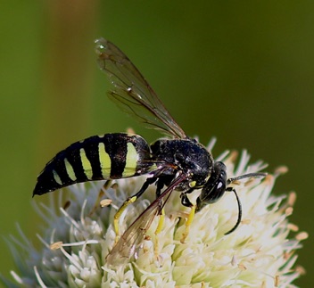 Sand Wasp
Bicyrtes quadrifasciatus