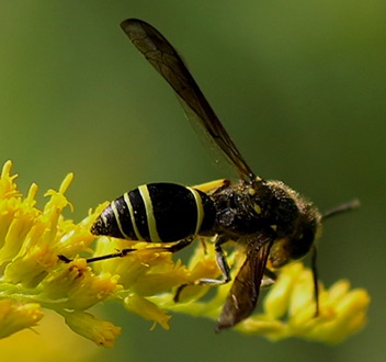 Potter wasp
Ancistrocerus antilope