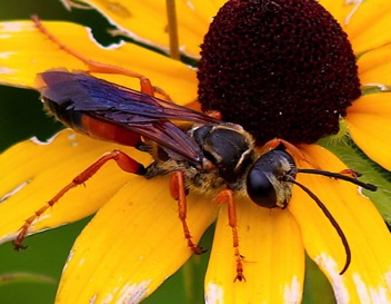 Great Golden Digger
Sphex ichneumoneus