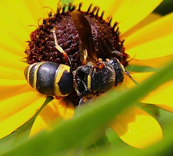 Potter Wasp
Euodynerus hidalog boreoorientalis