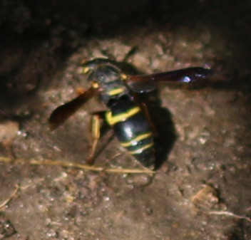 Potter Wasp