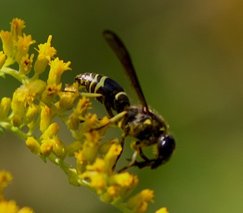 Potter wasp
Ancistrocerus antilope