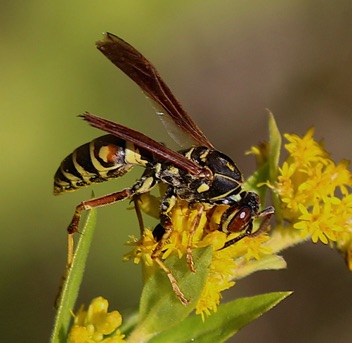 Northern Paper Wasp (native)
Polistes fuscatus