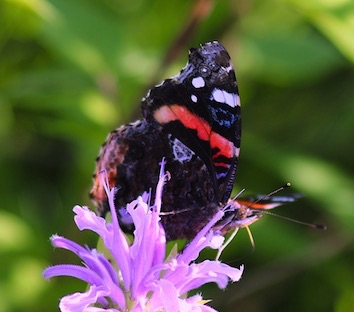 Red Admiral