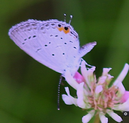 Eastern Tailed-blue