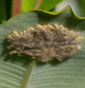 Milkweed Tussock Moth
Eggs on Milkweed